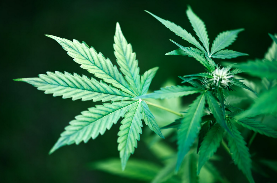 Ghana Cannabis Regulatory Programme 2026: Market Size and Investment Analysis