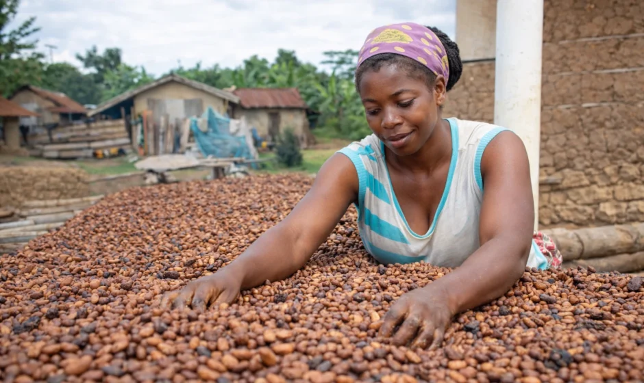 Women working in Ghana cocoa farming industry