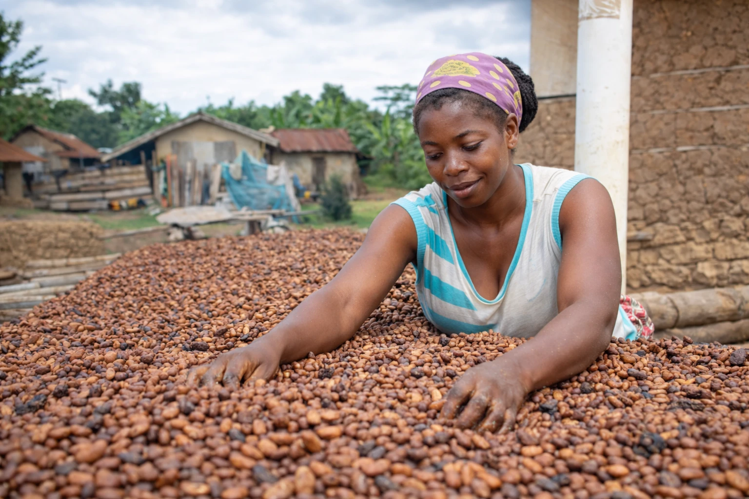The State of Ghana Cocoa Farming Industry (2026): Crisis, Decline, and Future Opportunities