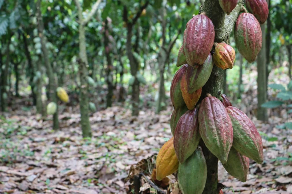 Healthy cocoa pods on cocoa tree