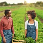 The State of Ghana Cocoa Farming Industry (2026): Crisis, Decline, and Future Opportunities