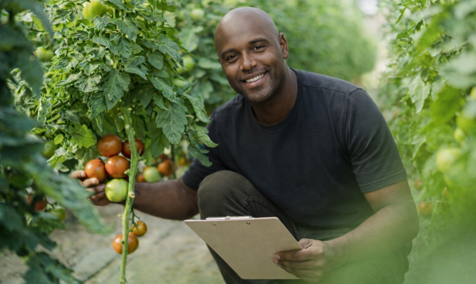 Black farmer in Ghana harvesting tomatoes