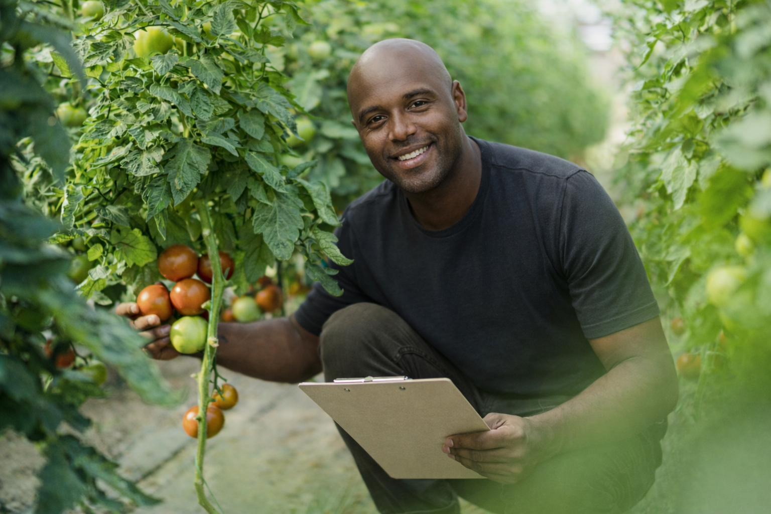 Burkina Faso Tomato Ban Explained and What It Means for Ghana