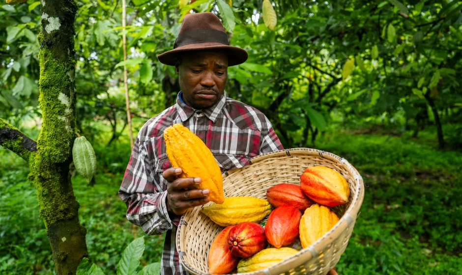 Sad Ghanaian cocoa farmer holding harvested cocoa in a basket during the PBC payment crisis