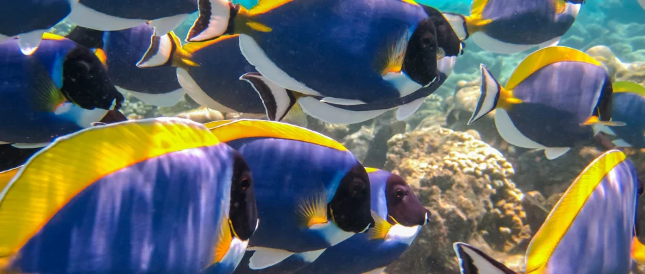 Ghana marine protected area showing coastal waters near Greater Cape Three Points