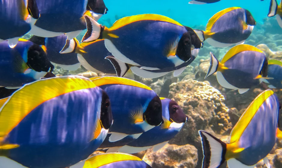 Ghana marine protected area showing coastal waters near Greater Cape Three Points