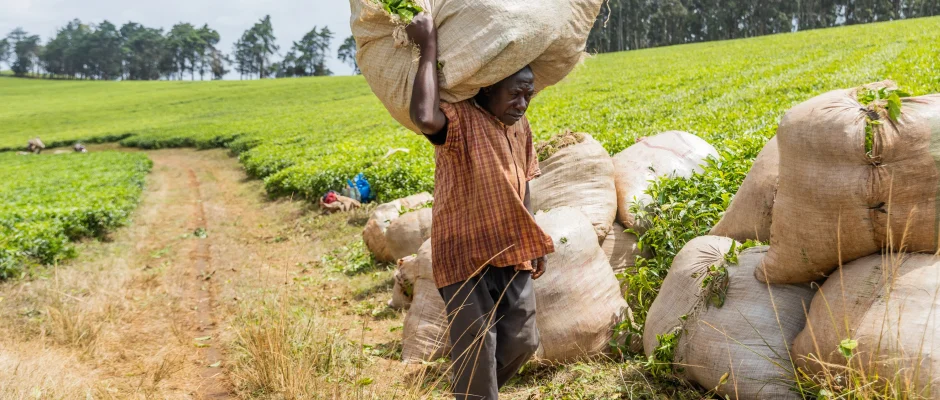 Ghana Cocoa Board Bill 2026 guarantees farmers 70% of gross FOB prices and adds new protections and penalties for cocoa farms.