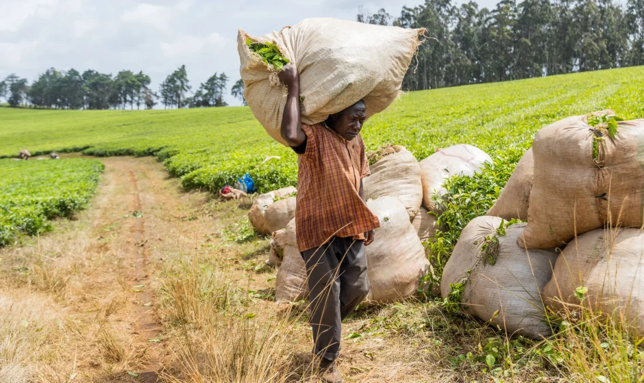 Ghana Cocoa Board Bill 2026 guarantees farmers 70% of gross FOB prices and adds new protections and penalties for cocoa farms.
