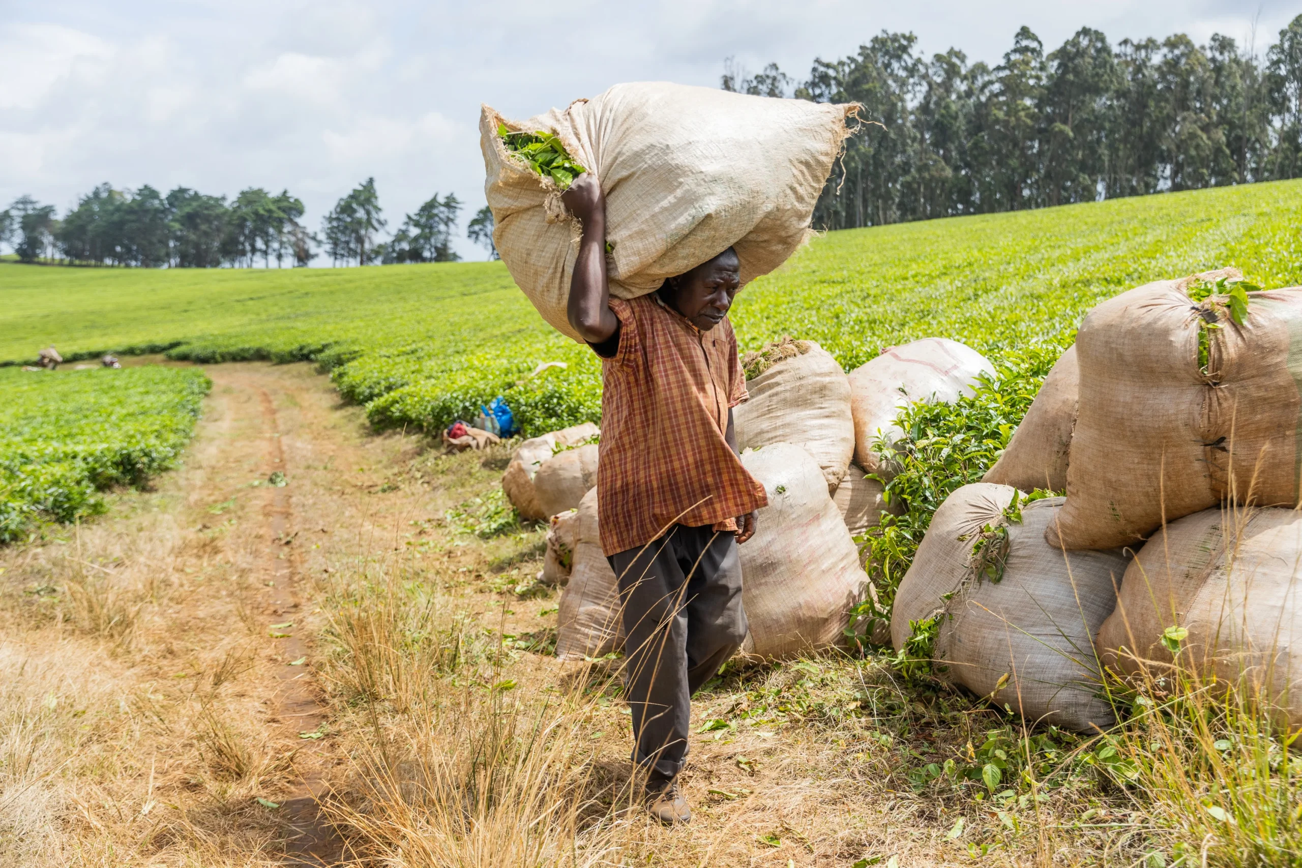 Ghana Cocoa Board Bill 2026: 70% Farmer Price Guarantee, Protected Farms and Tough Penalties