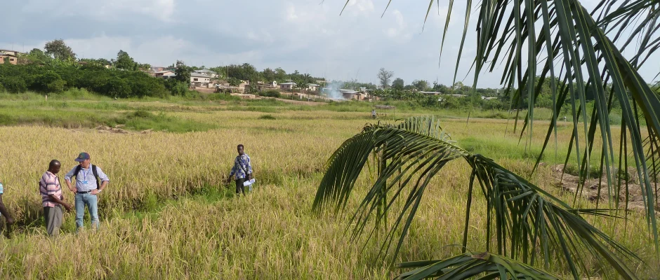 Sawah rice cultivation in inland valleys in Ashanti region, Ghana
