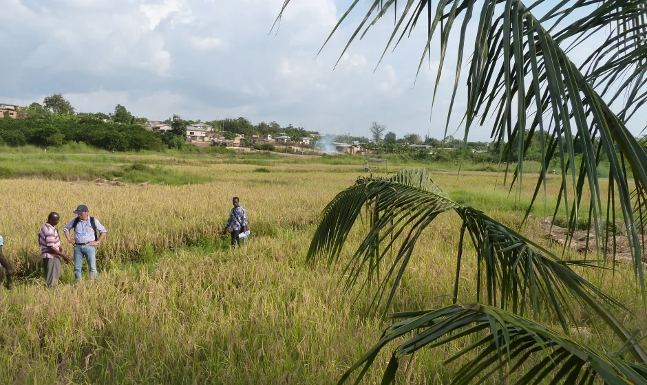 Sawah rice cultivation in inland valleys in Ashanti region, Ghana