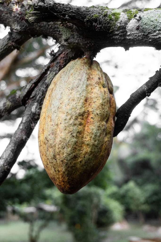 Detailed shot of a cocoa pod on a tree in Ghana's natural landscape.