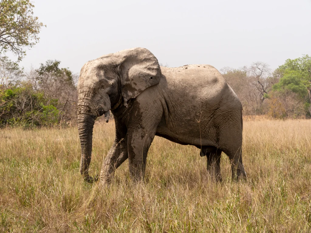 Elephant in Mole National Park 