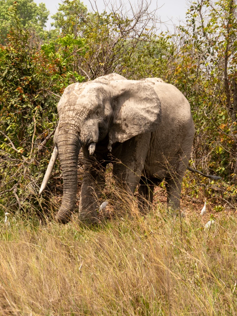 African elephant in Mole National Park 