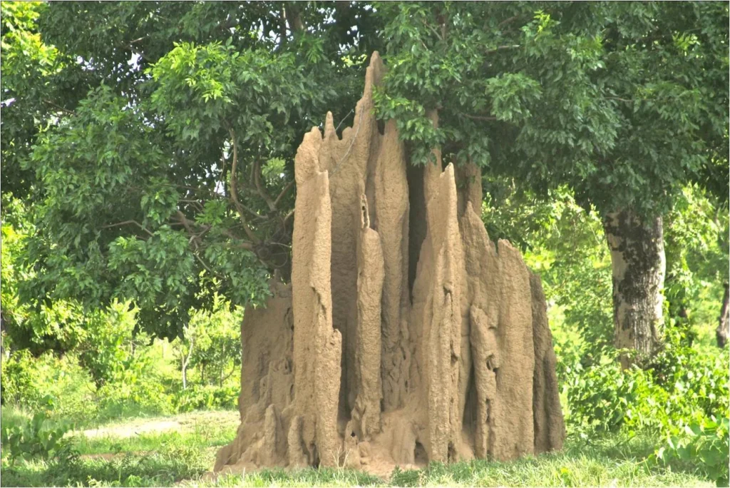Ant Hill in Talewona in Wa District of Upper West Region