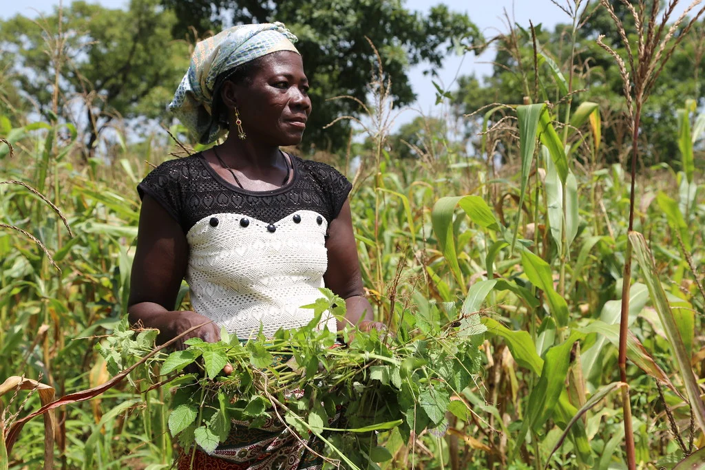 Abena Batige, a farmer in Goriyiri Community in Upper West Region of Ghana. Abena is testing the cowpea living mulch technology this