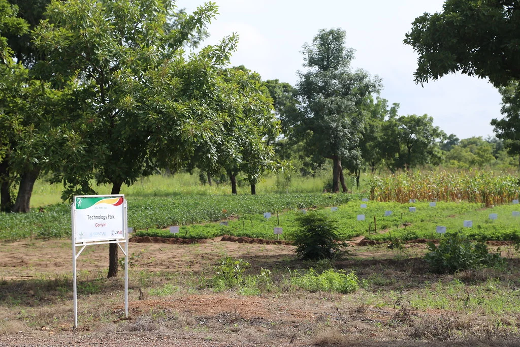 Entrance to Goriyiri technology park in Upper West Region of Ghana. Photo credit: Jonathan Odhong'/IITA.
