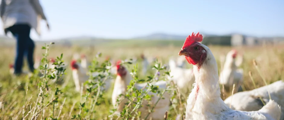 Free-range chickens walking in a field as Ghana plans a $270 million poultry investment