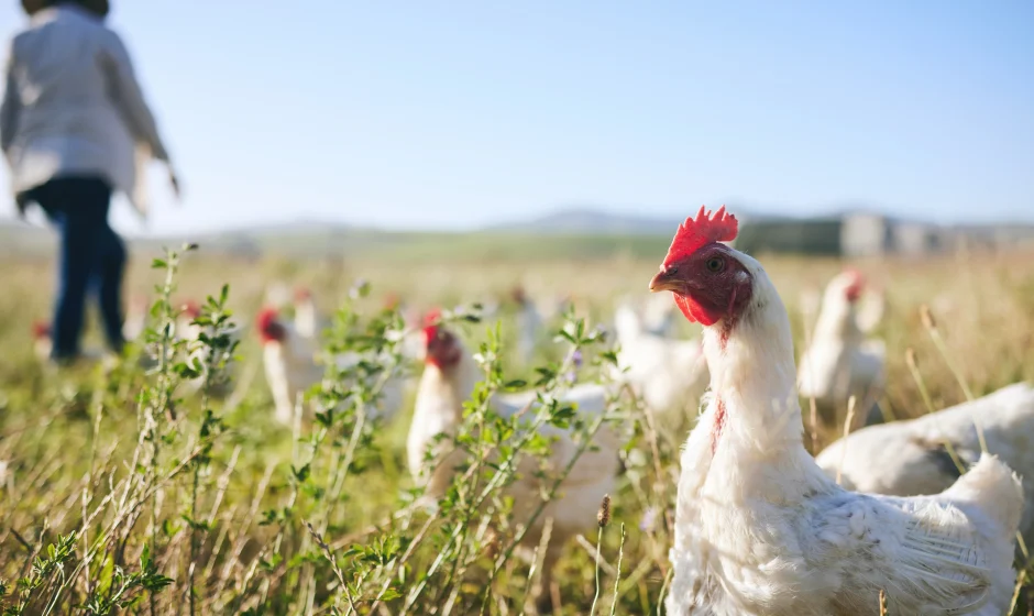 Free-range chickens walking in a field as Ghana plans a $270 million poultry investment