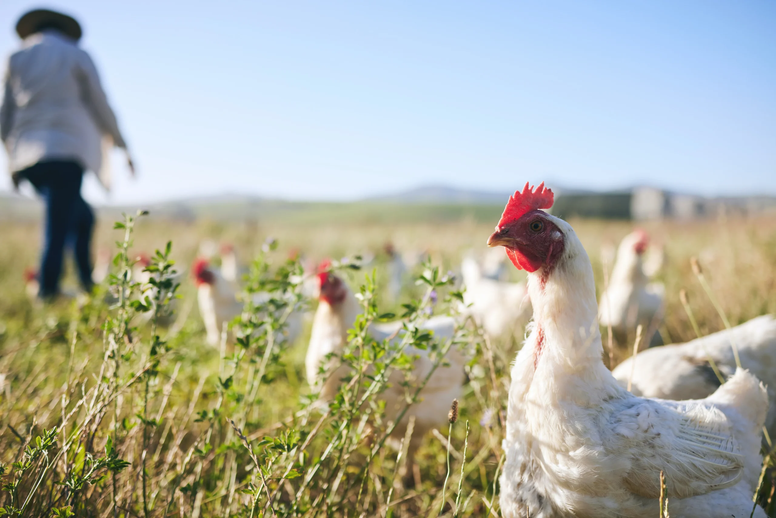 Ghana’s $270 Million Poultry Investment Targets 12,000 Jobs and a Major Cut in Chicken Imports